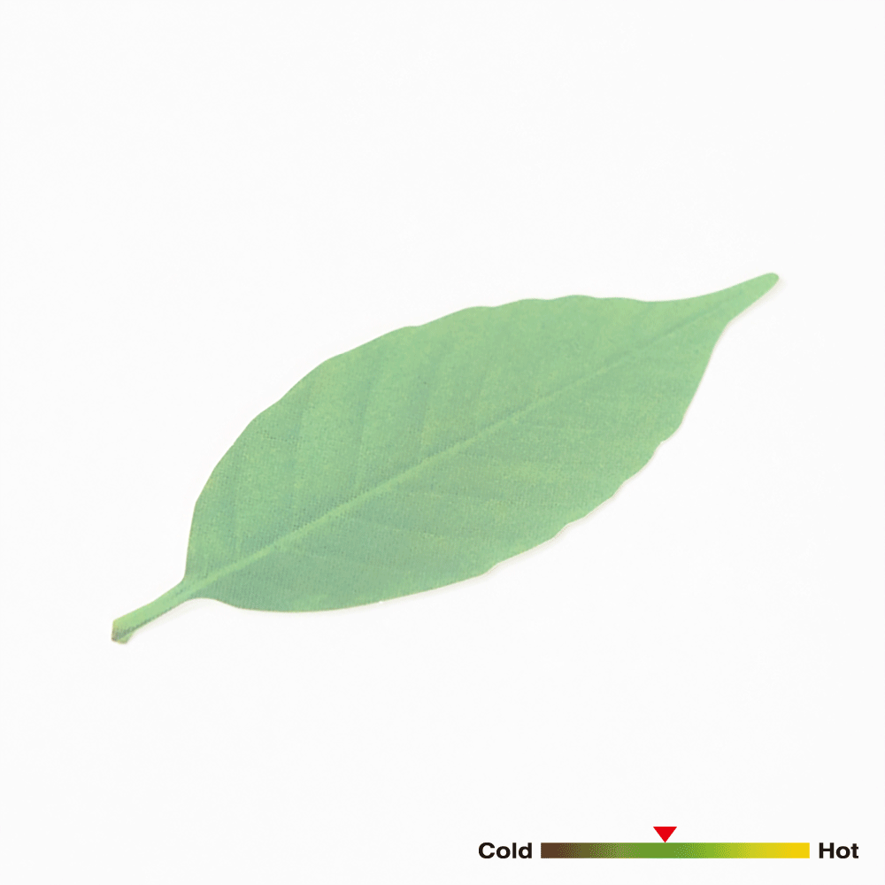 Leaf リーフ　+d